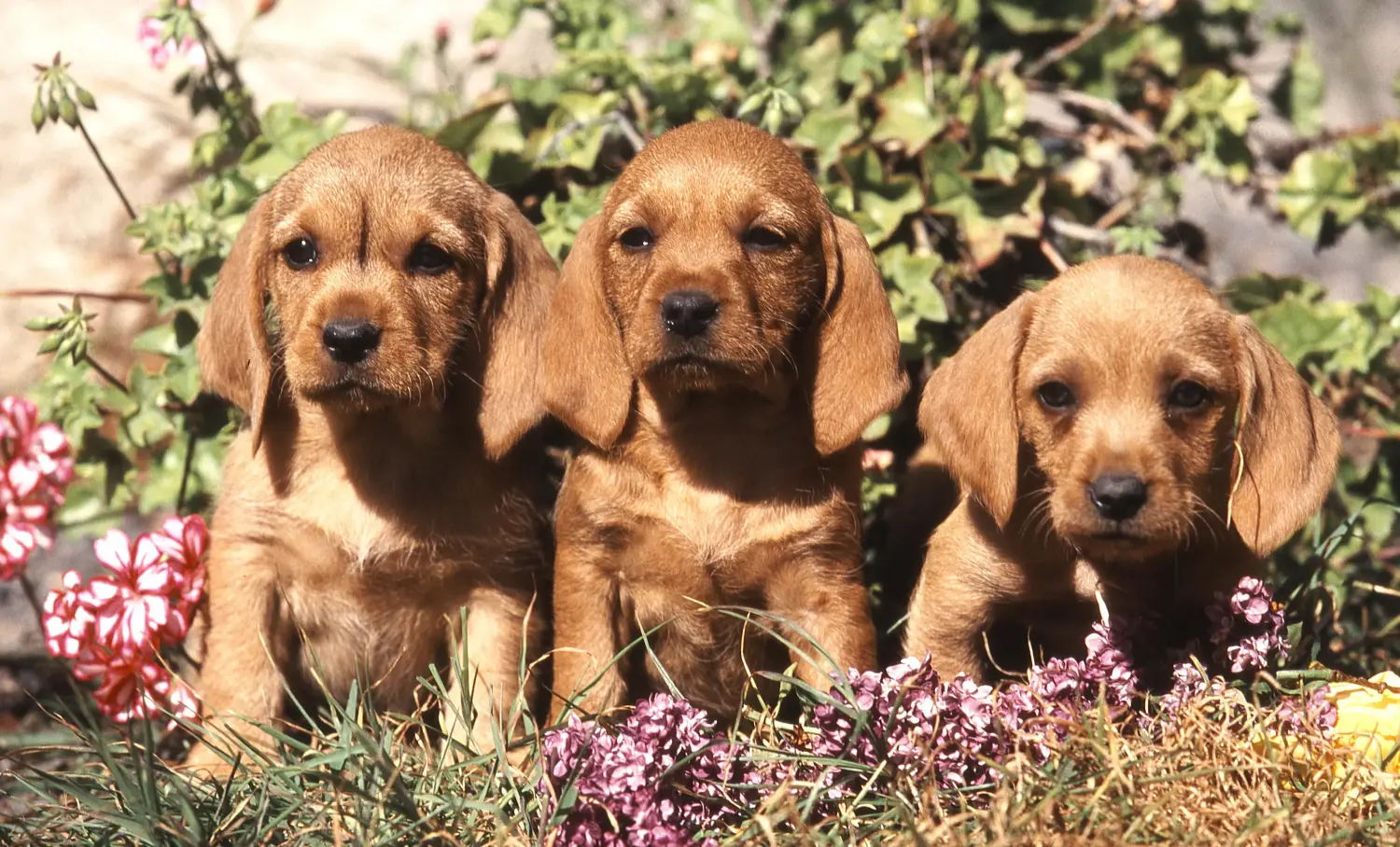 Buying a Basset fauve de Bretagne puppy means taking responsibility! Basset fauve de Bretagne puppies for sale.