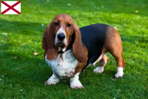 Read more about the article Basset Hound breeders and puppies in Alabama