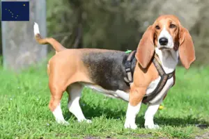Read more about the article Basset Hound breeders and puppies in Alaska