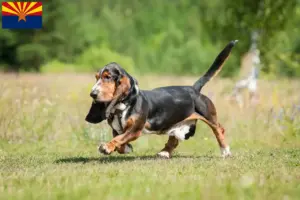 Read more about the article Basset Hound breeders and puppies in Arizona