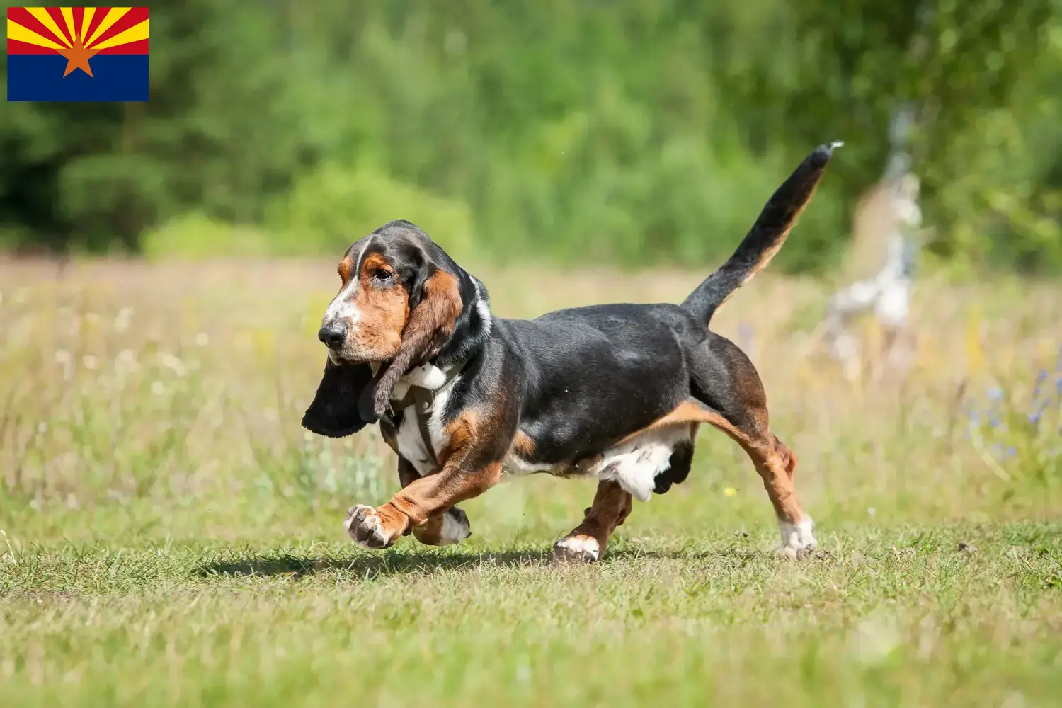 Basset Hound puppies and breeders Arizona Find Basset Hounds breeders in Arizona.