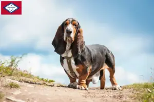 Read more about the article Basset Hound breeders and puppies in Arkansas