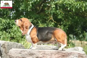 Read more about the article Basset Hound breeders and puppies in California
