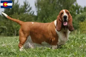 Read more about the article Basset Hound breeders and puppies in Colorado