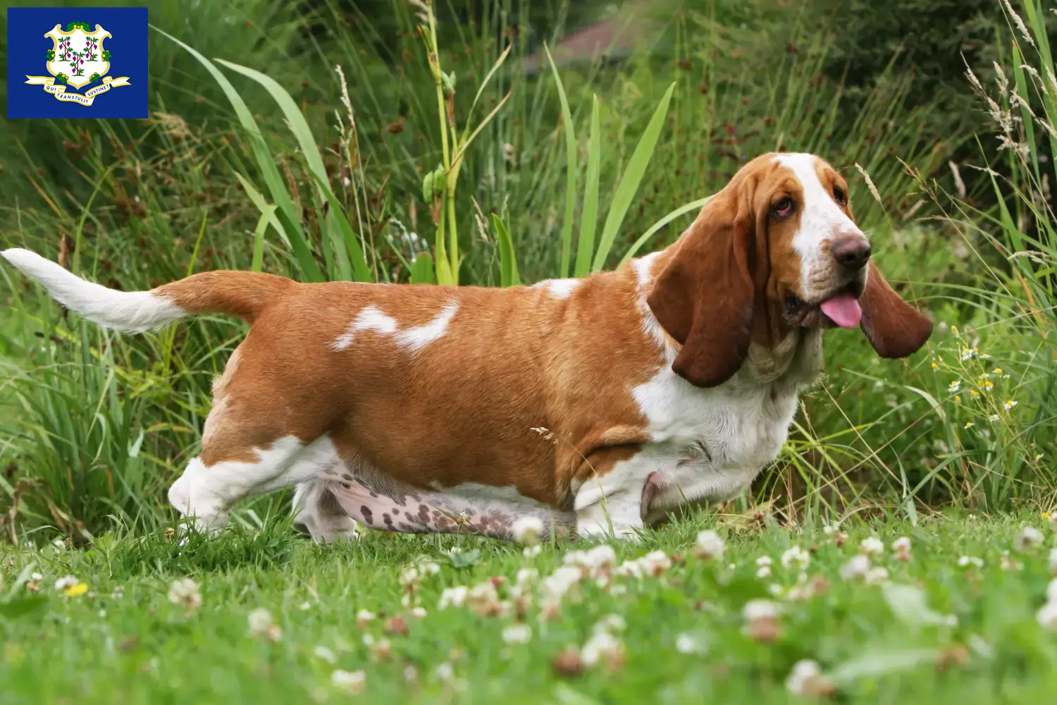 Basset Hound puppies and breeders Connecticut Find Basset Hounds breeders in Connecticut.