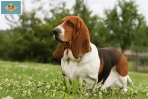 Read more about the article Basset Hound breeders and puppies in Delaware