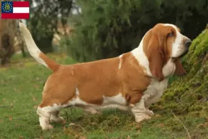 Read more about the article Basset Hound breeders and puppies in Georgia