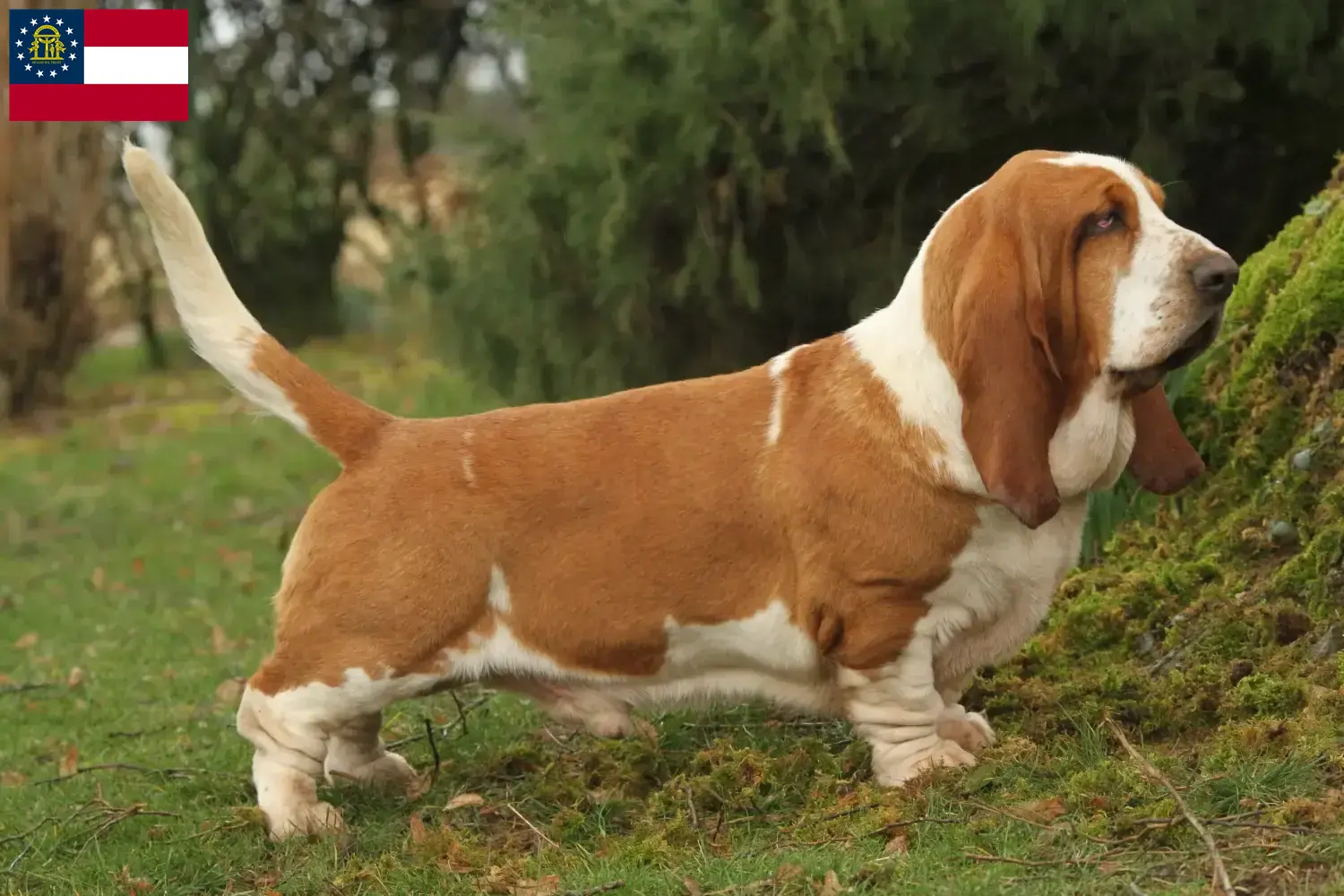 Basset Hound puppies and breeders Georgia Find Basset Hounds breeders in Georgia.