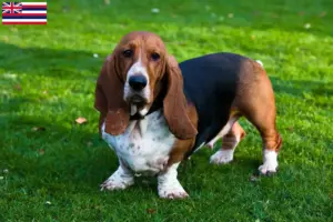 Read more about the article Basset Hound breeders and puppies in Hawaii