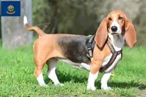 Read more about the article Basset Hound breeders and puppies in Idaho