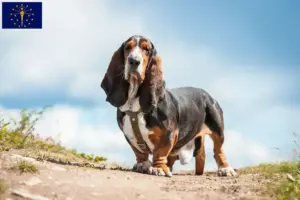 Read more about the article Basset Hound breeders and puppies in Indiana