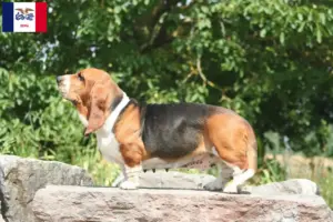 Read more about the article Basset Hound breeders and puppies in Iowa