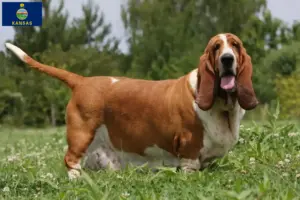 Read more about the article Basset Hound breeders and puppies in Kansas