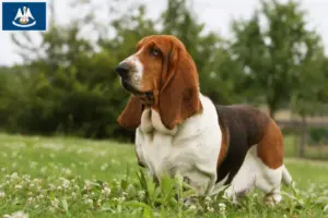 Read more about the article Basset Hound breeders and puppies in Louisiana