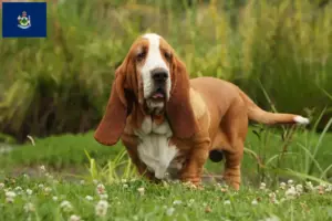 Read more about the article Basset Hound breeders and puppies in Maine