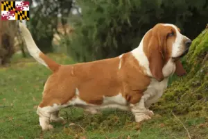 Read more about the article Basset Hound breeders and puppies in Maryland