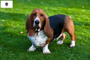 Read more about the article Basset Hound Breeders and Puppies in Massachusetts
