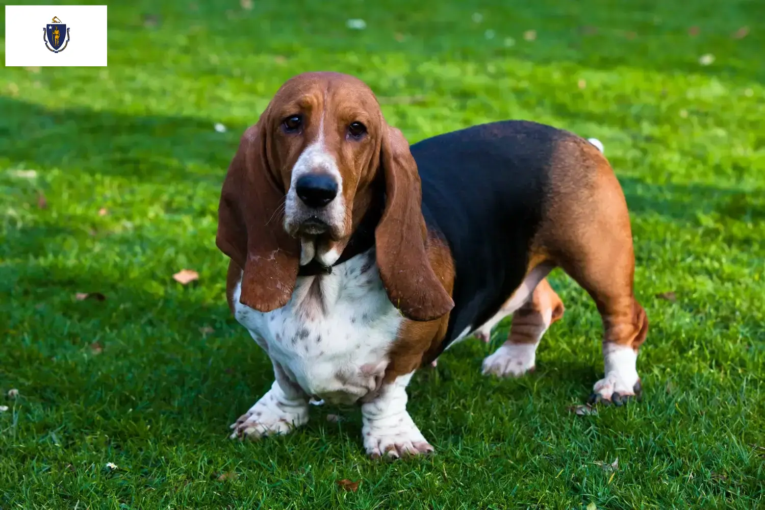 Basset Hound puppies and breeders Massachusetts Find Basset Hounds breeders in Massachusetts.