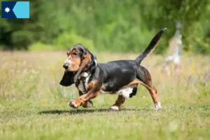 Read more about the article Basset Hound breeders and puppies in Minnesota