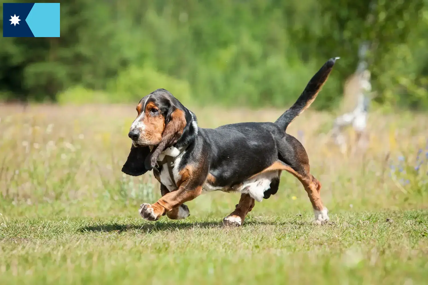 Basset Hound puppies and breeders Minnesota Find Basset Hounds breeders in Minnesota.