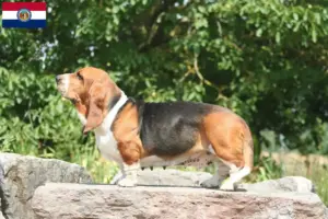 Read more about the article Basset Hound breeders and puppies in Missouri
