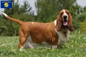 Read more about the article Basset Hound breeders and puppies in Montana