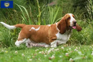 Read more about the article Basset Hound breeders and puppies in Nebraska