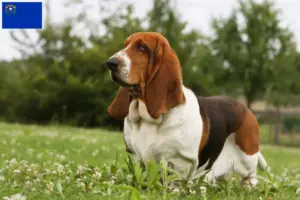 Read more about the article Basset Hound breeders and puppies in Nevada