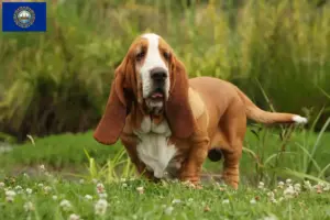 Read more about the article Basset Hound breeders and puppies in New Hampshire