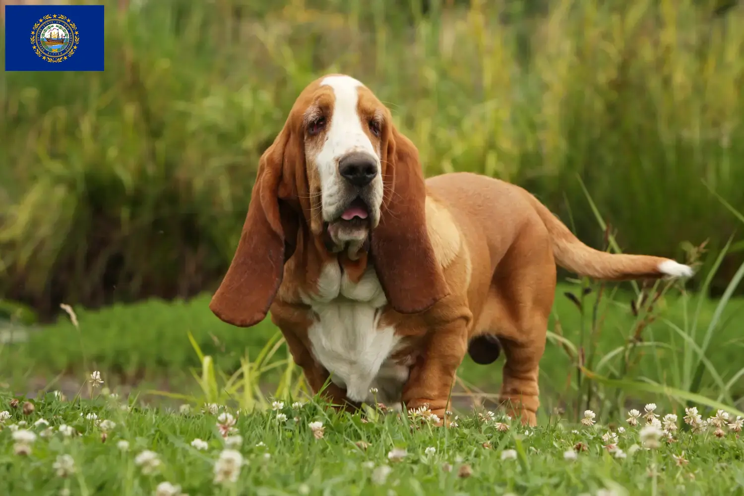 Basset Hound puppies and breeders New Hampshire Find Basset Hounds breeders in New Hampshire.