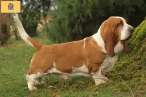 Read more about the article Basset Hound breeders and puppies in New Jersey