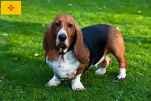 Read more about the article Basset Hound breeders and puppies in New Mexico