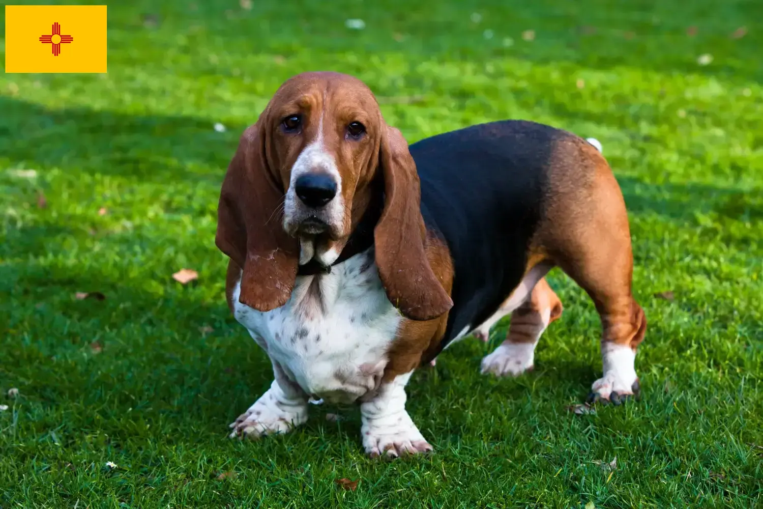 Basset Hound puppies and breeders New Mexico Find Basset Hounds breeders in New Mexico.
