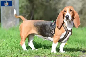 Read more about the article Basset Hound breeders and puppies in New York