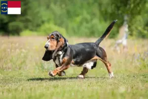 Read more about the article Basset Hound breeders and puppies in North Carolina