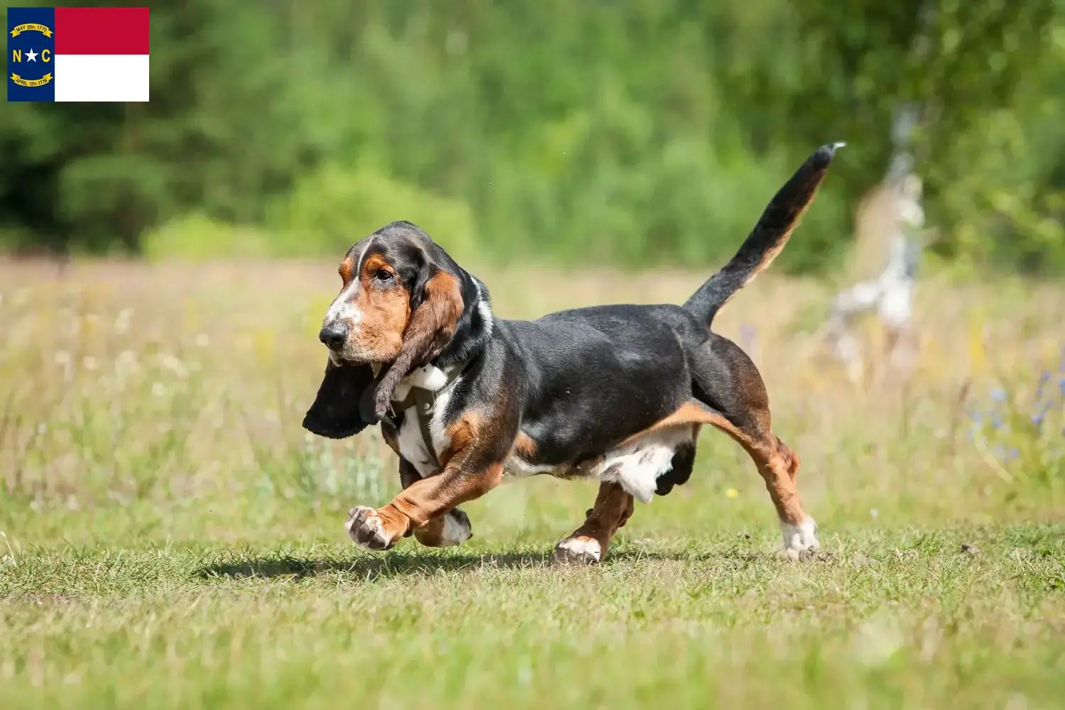 Basset Hound puppies and breeders North Carolina Find Basset Hounds breeders in North Carolina.