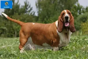 Read more about the article Basset Hound breeders and puppies in Oklahoma