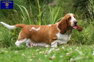 Read more about the article Basset Hound breeders and puppies in Oregon