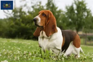 Read more about the article Basset Hound breeders and puppies in Pennsylvania