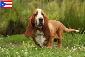 Read more about the article Basset Hound breeders and puppies in Puerto Rico