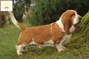 Read more about the article Basset Hound breeders and puppies in Rhode Island