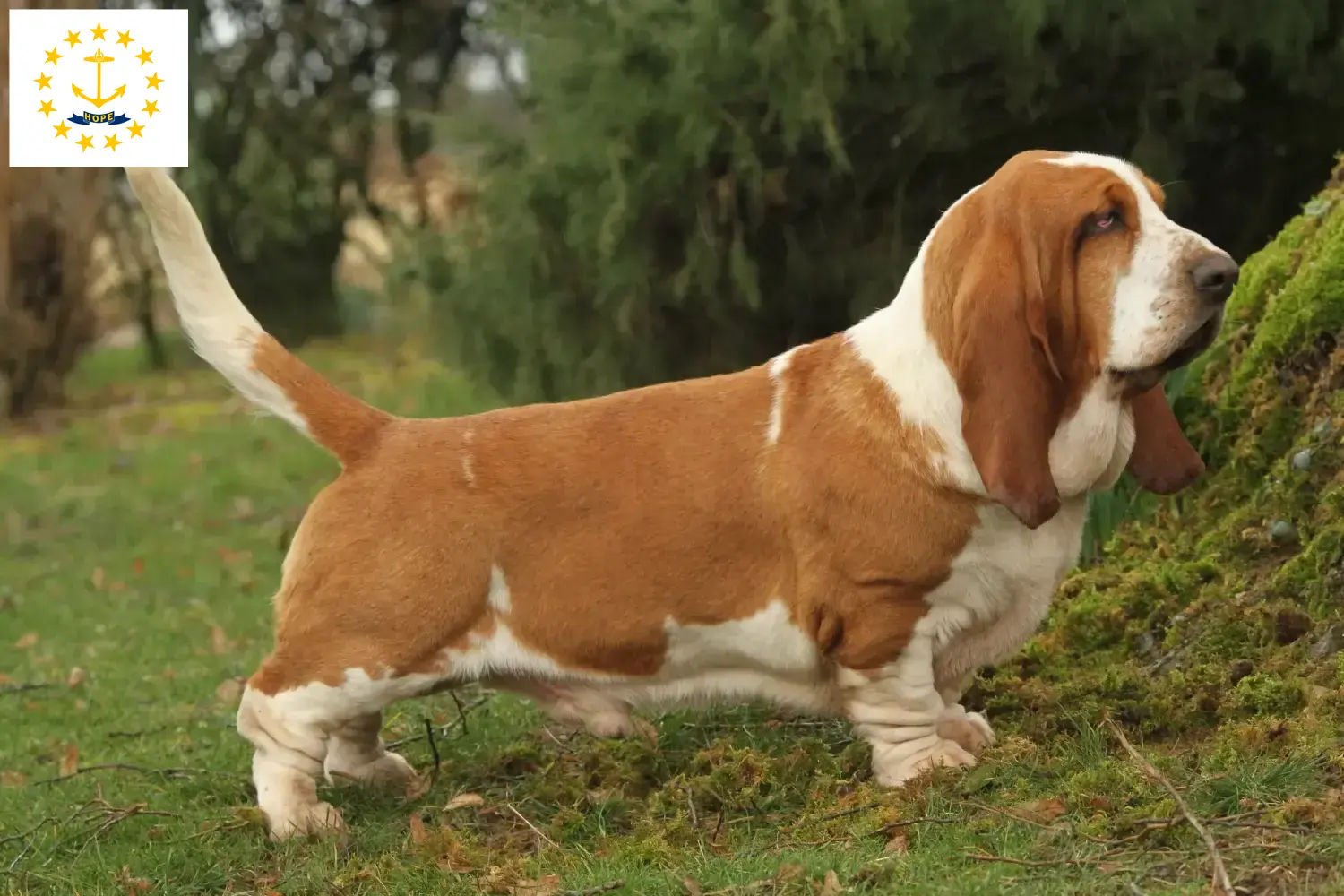 Basset Hound puppies and breeders Rhode Island Find Basset Hounds breeders in Rhode Island.