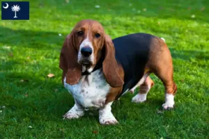 Read more about the article Basset Hound breeders and puppies in South Carolina