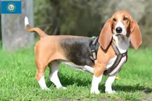 Read more about the article Basset Hound breeders and puppies in South Dakota