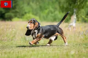 Read more about the article Basset Hound breeders and puppies in Tennessee