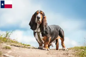 Read more about the article Basset Hound breeders and puppies in Texas