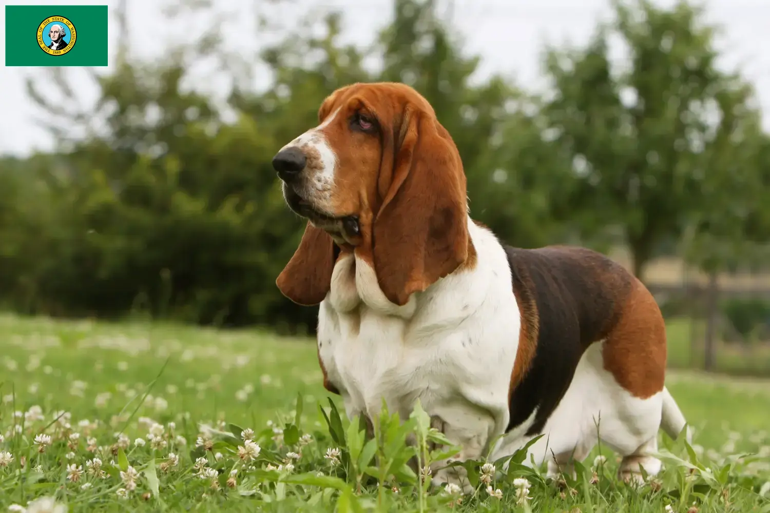 Read more about the article Basset Hound breeders and puppies in Washington