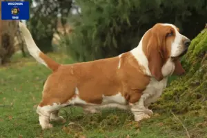 Read more about the article Basset Hound breeders and puppies in Wisconsin