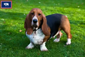 Read more about the article Basset Hound Breeders and Puppies in Wyoming