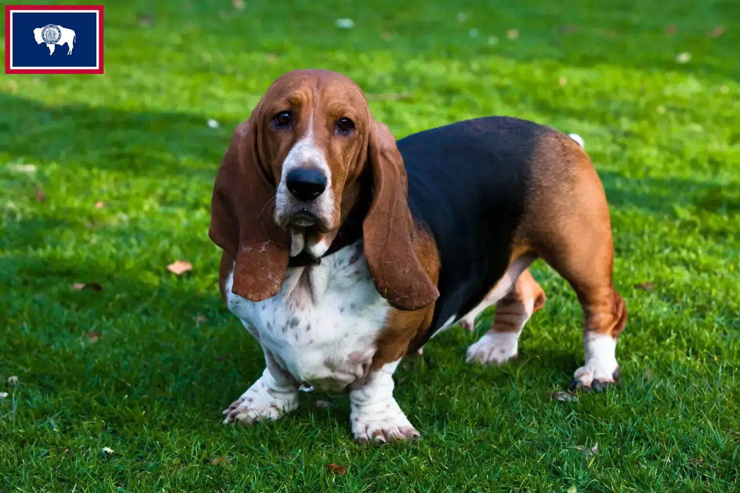 Basset Hound puppies and breeders Wyoming Find Basset Hounds breeders in Wyoming.